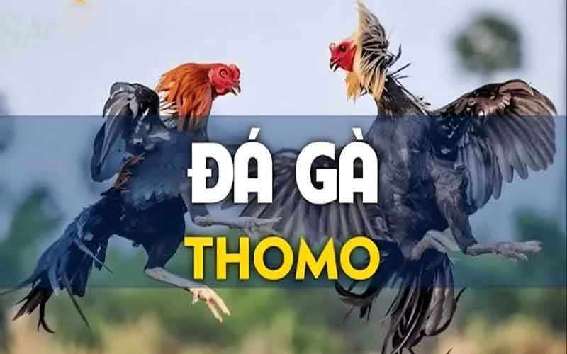 đá gà thomo